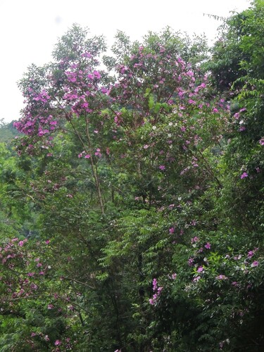 Foto de Manacá da serra