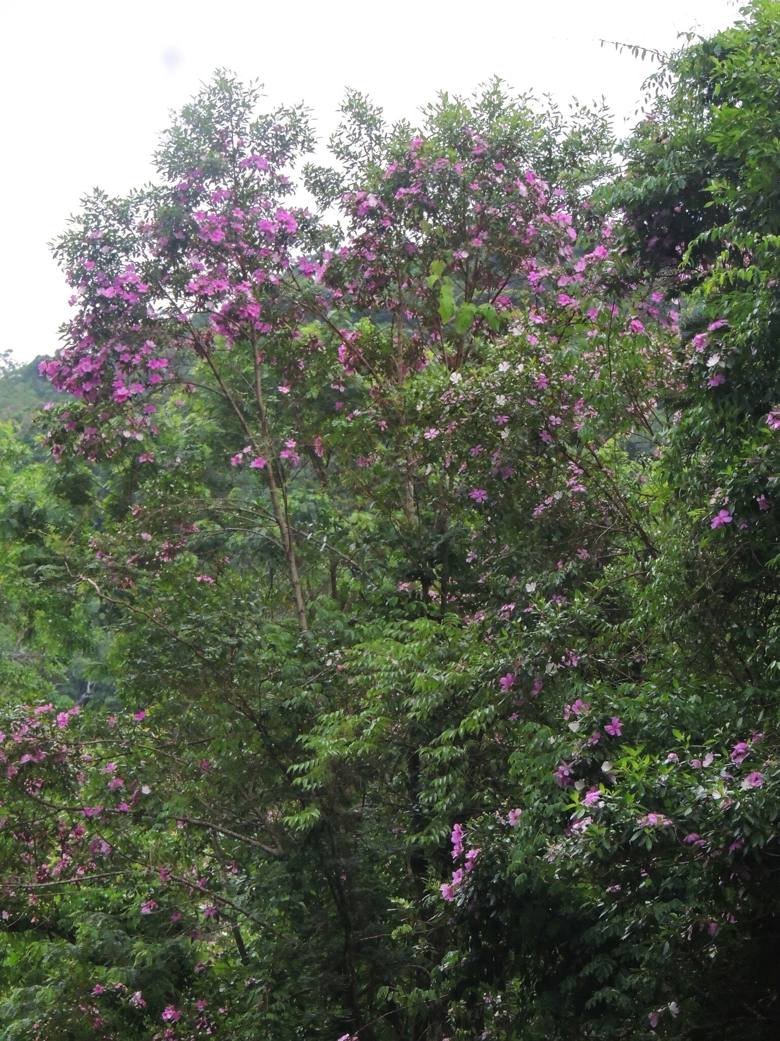 Imagem de Manacá da serra