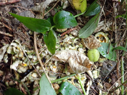 Pittosporum crassifolium