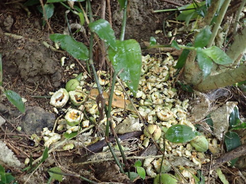 Pittosporum crassifolium