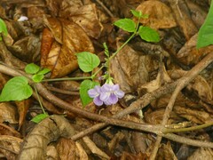 Asystasia gangetica image