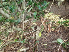 Melicytus ramiflorus ramiflorus