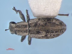 Sitona lineellus