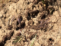 Anthophora bomboides