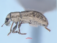 Sitona lineellus