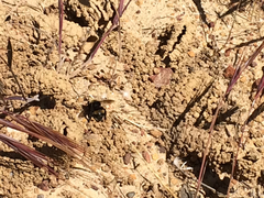 Anthophora bomboides