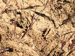 Anthophora bomboides