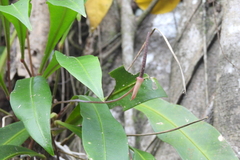 Anthurium gracile image