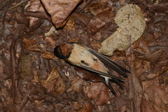 Hirundo rustica