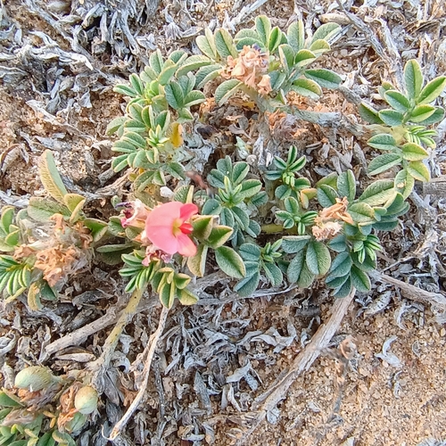 Birdsville Indigo