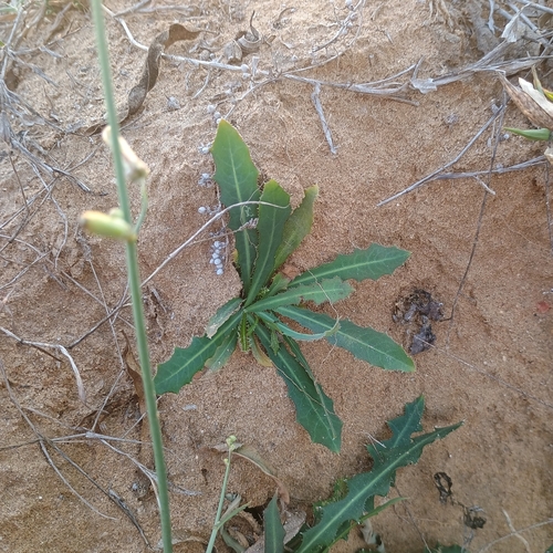 Image of Launaea procumbens by (c) देवेन्द्र/Devendra, some rights reserved (CC BY)