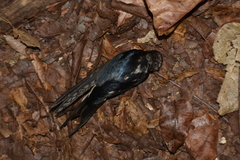 Hirundo rustica
