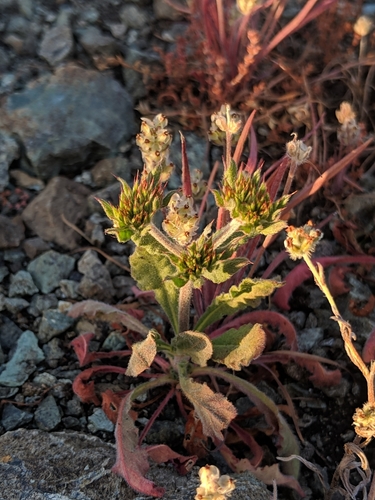 Image of Chorizanthe palmeri by no rights reserved