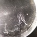 Small Planktonic Medusas - Photo (c) Björn Källström, some rights reserved (CC BY-NC), uploaded by Björn Källström