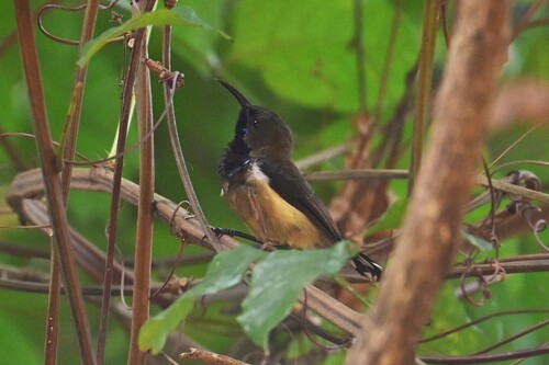 iNaturalist image