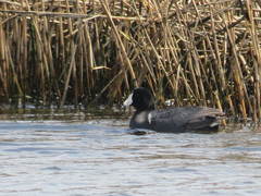 Fulica americana