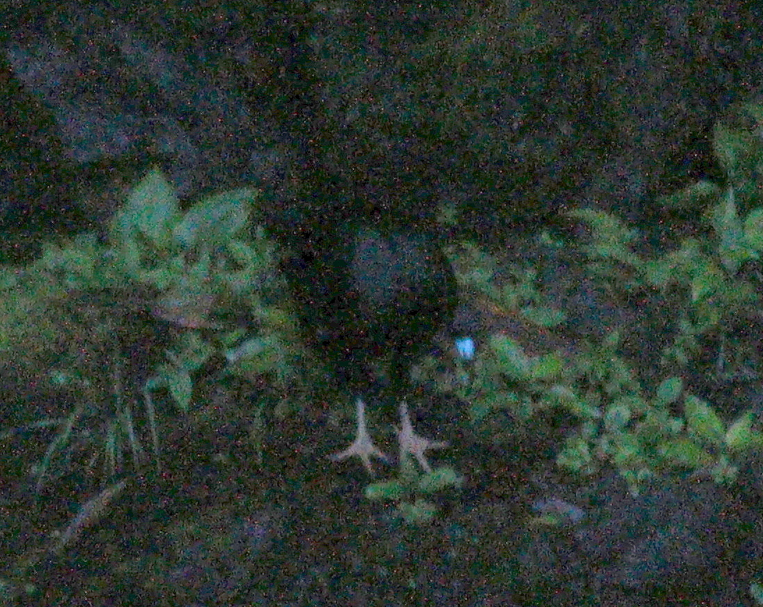 Wattled Guan illustration