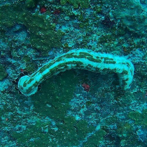 Graeffe's Sea Cucumber (Pearsonothuria graeffei)