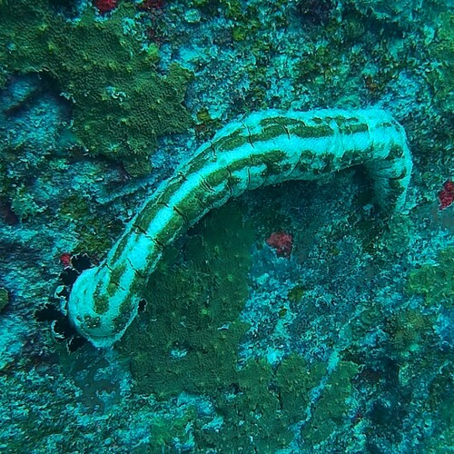 Graeffe's Sea Cucumber (Pearsonothuria graeffei)