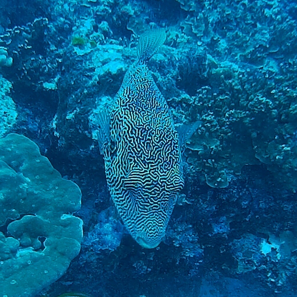 Map Puffer (Arothron mappa) — recorded at Turtle Rock