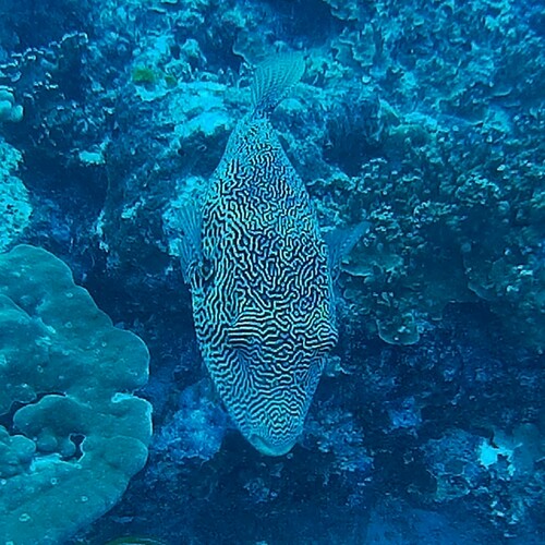 Map Puffer (Arothron mappa)