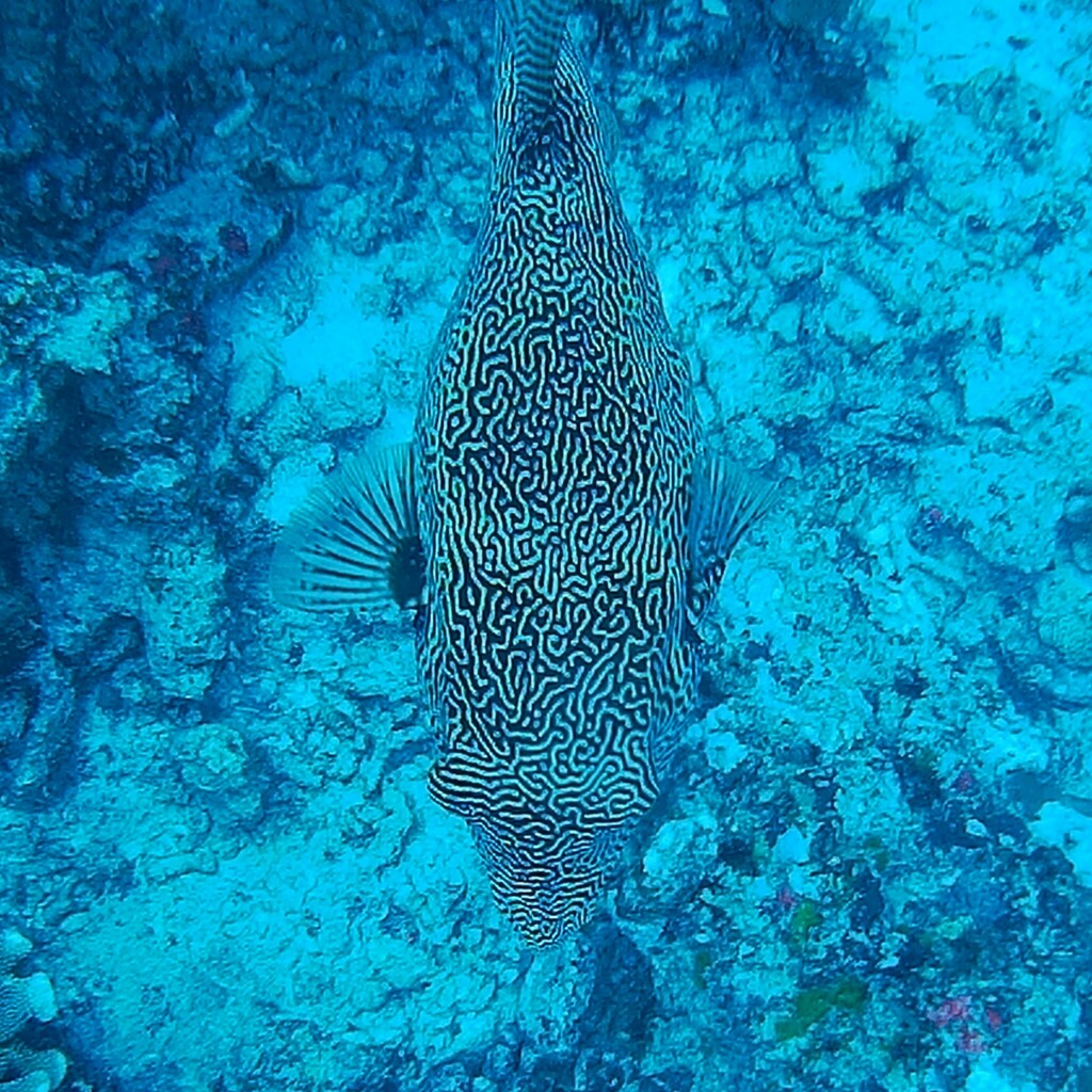 Map Puffer (Arothron mappa) — recorded at Bird Rock