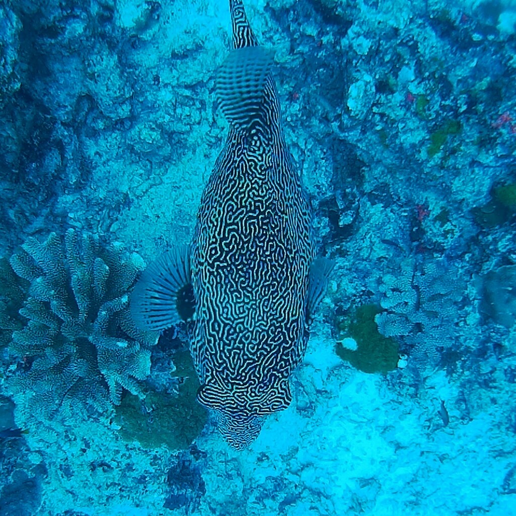 Map Puffer (Arothron mappa) — recorded at Fantasy Reef