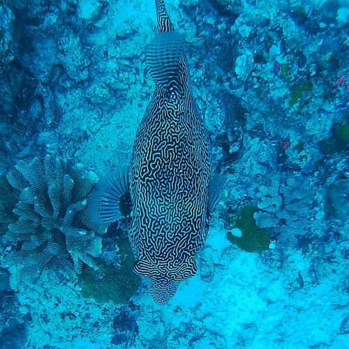 Map Puffer (Arothron mappa)