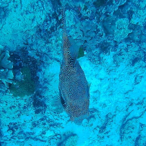 Map Puffer (Arothron mappa)