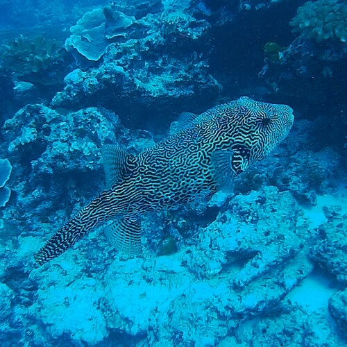 Map Puffer (Arothron mappa)