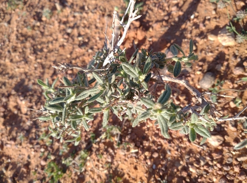 Helianthemum lippii