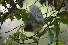 Petroica macrocephala