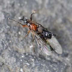 Dilophus strigilatus