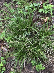 Carex cherokeensis