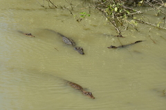 Caiman crocodilus