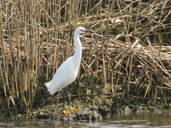 Egretta thula