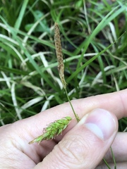 Carex cherokeensis