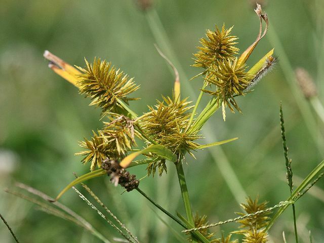 Straw Colored Flatsedge From Oakland Lake Wildflower Meadow Bayside