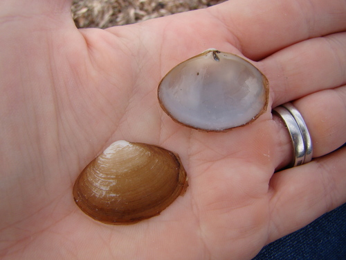 Mesodesmatidae