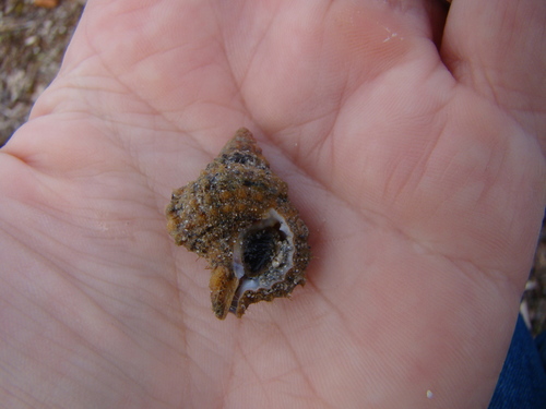 Gyrineum gyrinum