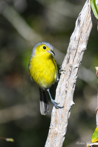 Oriente Warbler (Teretistris fornsi), photo 5