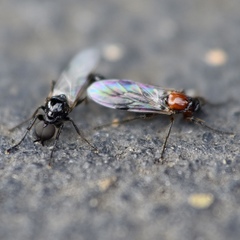 Dilophus strigilatus