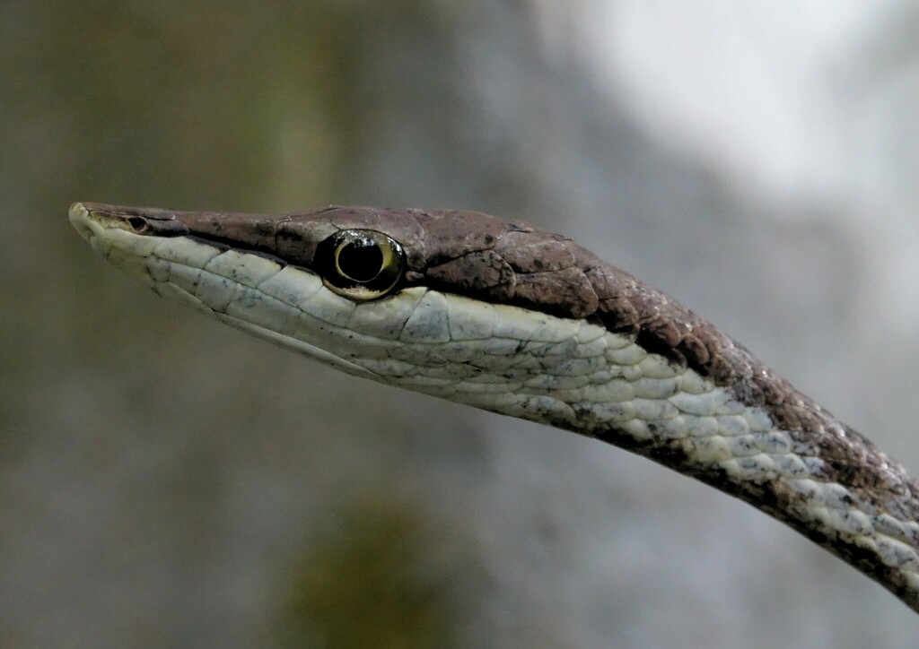 Rutherford's Vine Snake from Tonnegrande, Guyane française on February ...