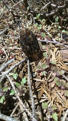 Morchella brunnea