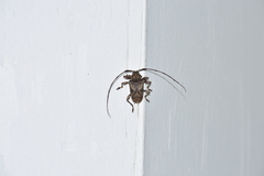 Lagocheirus araneiformis