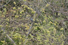 Patagioenas leucocephala