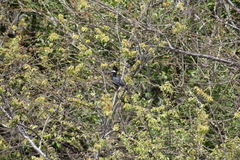 Patagioenas leucocephala