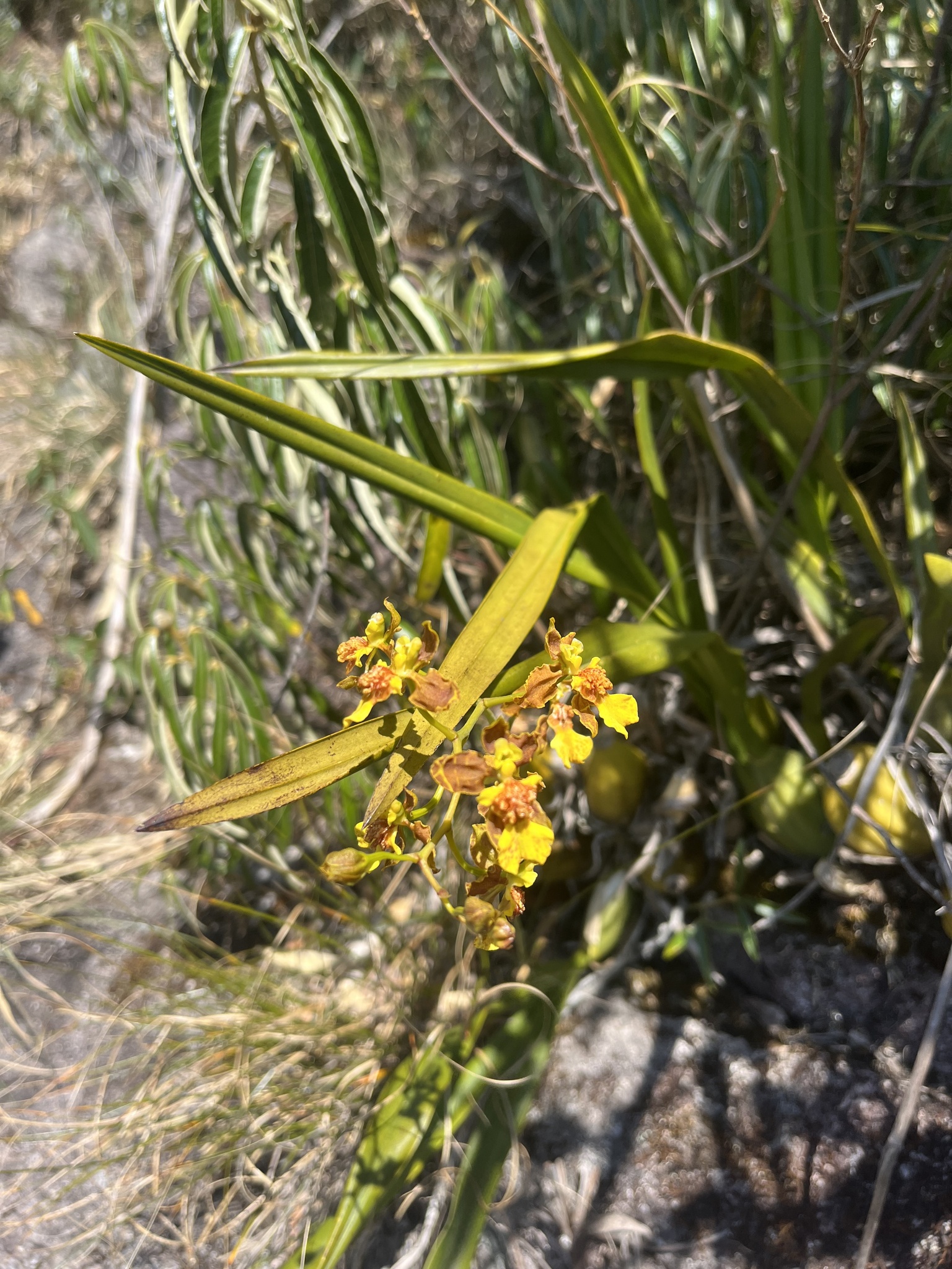 Gomesa blanchetii