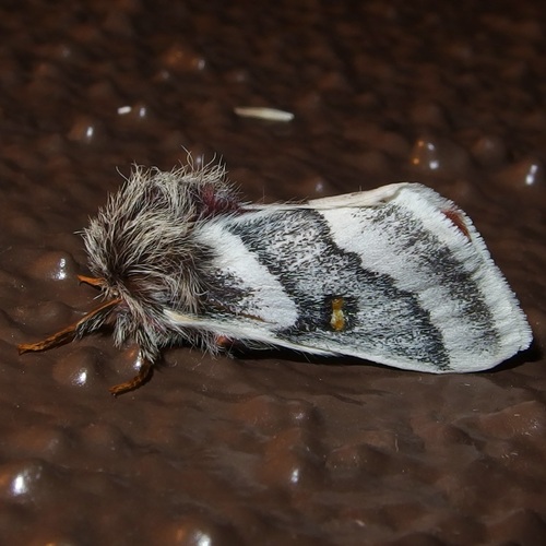 Tricolor Buckmoth photo 2