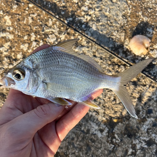 Broad shad (Diapterus auratus) — Gerreidae — 2